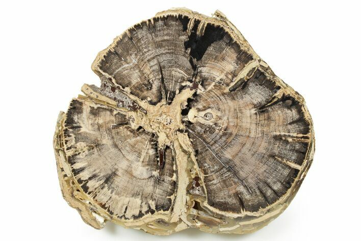 Polished Petrified Wood Round - Swartz Canyon, Oregon #366000